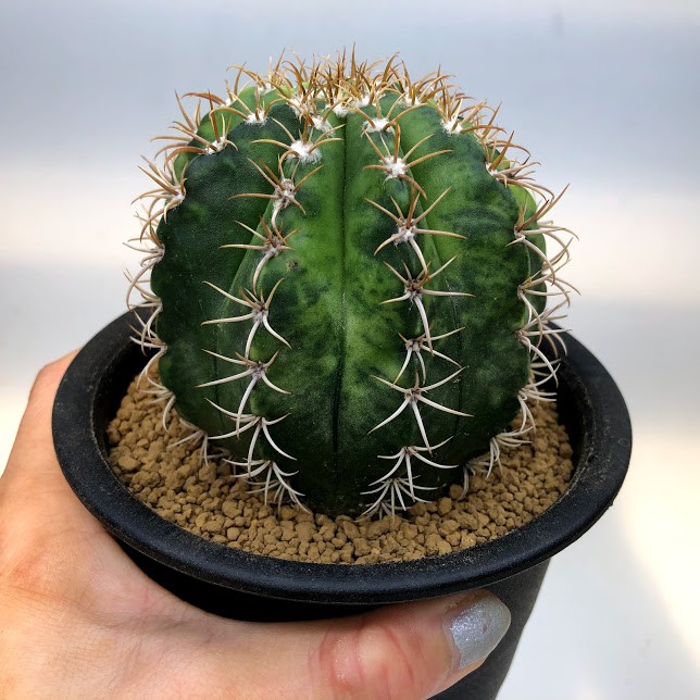 サボテン：メロカクタス マタンザナス 魔雲錦*幅8cm 現品！一品限り