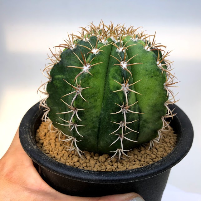 サボテン：メロカクタス マタンザナス 魔雲錦*幅8cm 現品！一品限り