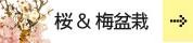 桜・梅特集