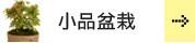 ミニ・小品盆栽