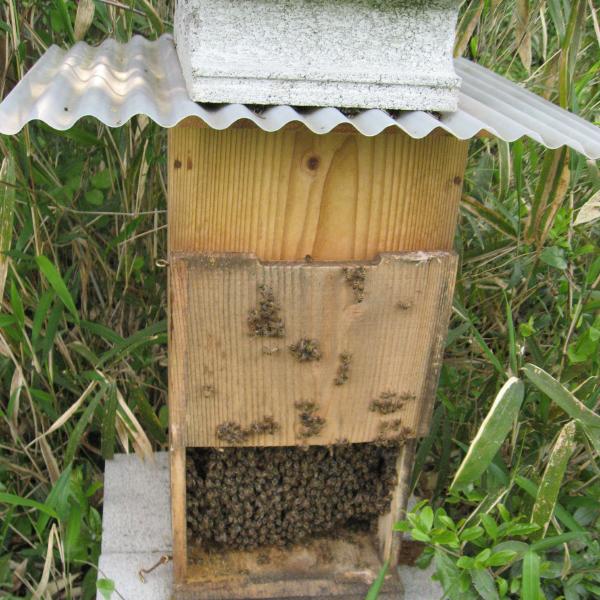 巣箱：石田式 ニホンミツバチ捕獲箱(簡易箱)*資材（みつばち巣箱兼飼育箱）