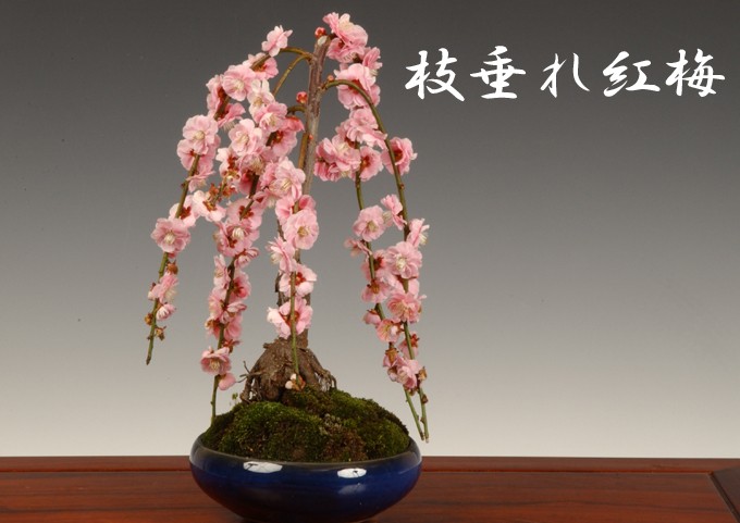 盆栽：しだれ梅 *＜2026年開花終了＞令和 万葉 集 bonsai : 遊恵盆栽
