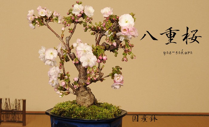 桜盆栽：八重桜(大）*2023年 春 開花予定 bonsai :15475:遊恵盆栽 Yahoo!店 - 通販 - Yahoo!ショッピング