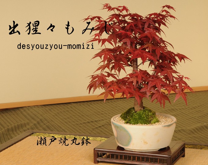盆栽：はぜ寄せ植え*(信楽焼小鉢・富士砂） ＜2024年落葉＞秋