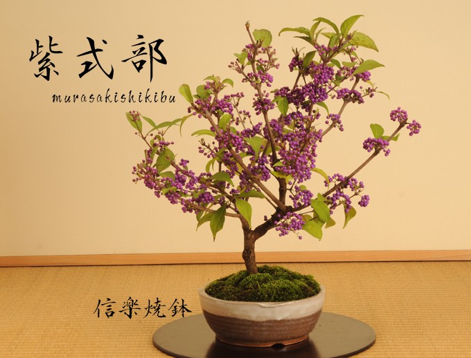 中品盆栽：紫式部(信楽焼鉢)*実物秋あきbonsai : y1074 : 遊恵盆栽 Yahoo!店 - 通販 - Yahoo!ショッピング