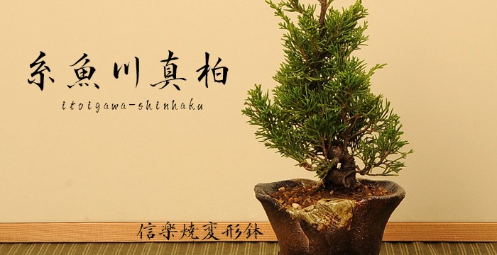 小品盆栽：糸魚川真柏(いといがわしんぱく)*一品限り 特典付き : 遊恵