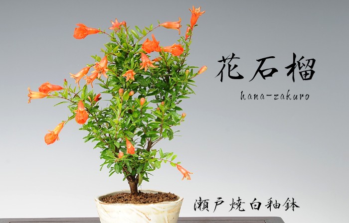 小品盆栽：花ざくろ(瀬戸焼鉢)* bonsaiの説明 - 通販 - Yahoo!ショッピング