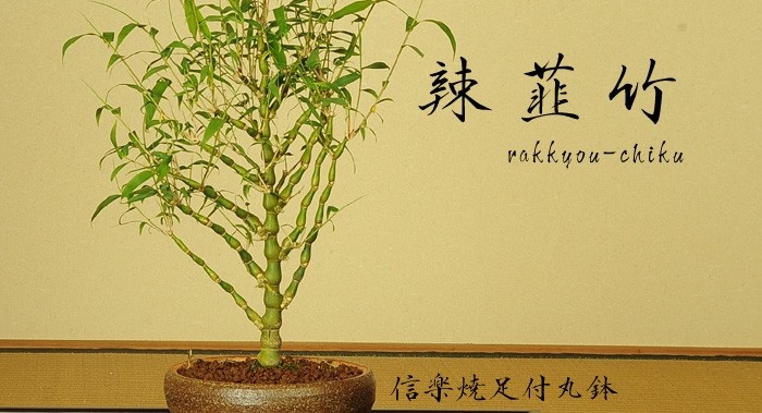 盆栽：大福竹（仏肚竹）寄せ植え(信楽焼舟型鉢)* bonsai : y4124 : 遊恵盆栽 Yahoo!店 - 通販 - Yahoo!ショッピング