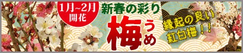 梅！特集