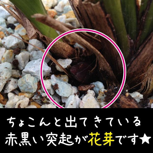 花芽つきキンリョウヘン（金陵辺）＆ニホンミツバチ巣箱 “ハチミツ採集