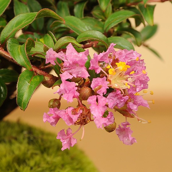 オオバナサルスベリ　鉢植え　開花中 大株　80cm 現品　9-1 オオバナサルスベリ | おきなわ 緑と花のひろば