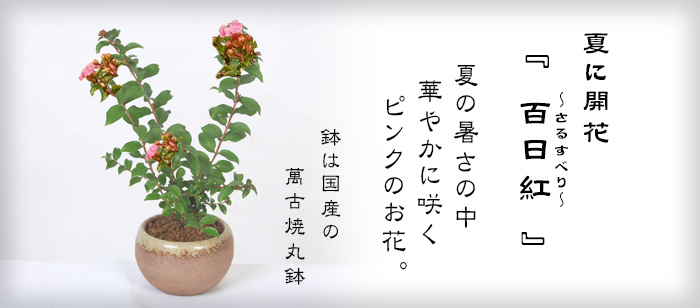 小品盆栽：サルスベリ（萬古焼丸鉢）*鉢植え 鉢花 百日紅さるすべり