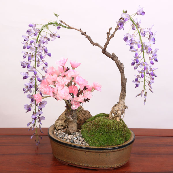 盆栽：桜・藤寄せ植え*陶器鉢* (2023年春開花予定) さく (鉢が選べる)さくら ふじ お花見 誕生日 祝 旭山桜 ギフト gift プレゼントにも bonsai :y2783:遊恵盆栽 Yahoo!店 - 通販 - Yahoo!ショッピング