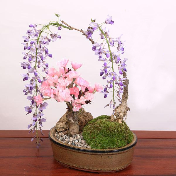 盆栽：桜・藤寄せ植え*陶器鉢* (2024年開花終了) さく (鉢が選べる)さくらふじ誕生日祝ギフトgiftプレゼントにもbonsai｜y-bonsai｜02