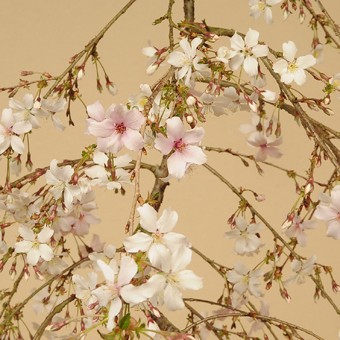 盆栽：しだれ桜(富士桜）深鉢*＜2025年春開花終了＞ bonsai