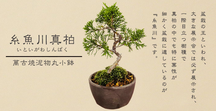 ミニ盆栽：糸魚川真柏（曲・5年生）* (萬古焼泥物丸小鉢) 苔付き