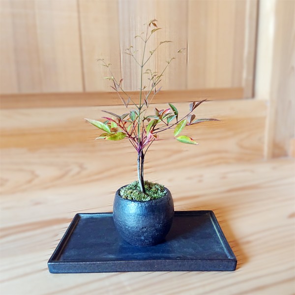 プチ盆栽：南天＜苔・水盤付き＞*瀬戸焼 黒丸鉢なんてん縁起物厄除け bonsai :y3290v-set:遊恵盆栽 Yahoo!店 - 通販 -  Yahoo!ショッピング