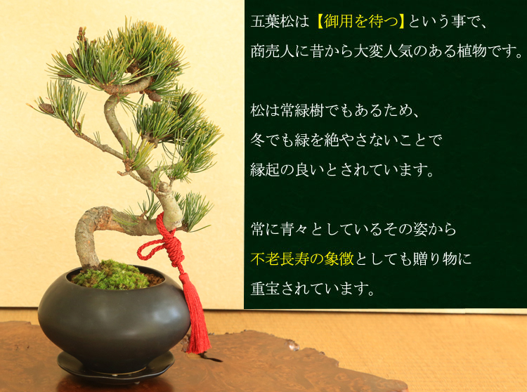 盆栽:五葉松(モダン鉢) 紐・受け皿付き*選べる紐付き 祝い 盆栽:五葉松(モダン鉢) 紐・受け皿付き*選べる紐付き 祝い