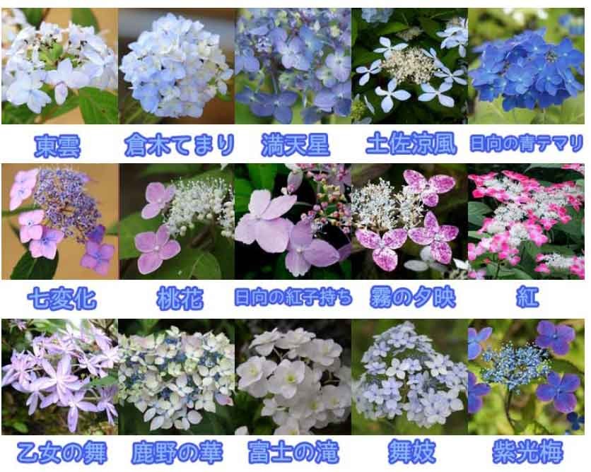 珍種勢揃い 苗・苗木：山アジサイ（あじさい）*各種（植え替え