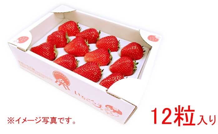 完熟 とちおとめ 18粒入 いちご ギフト いちごっ子 茨城県産 イチゴ 苺