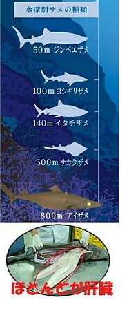 これぞ深海鮫パワー
