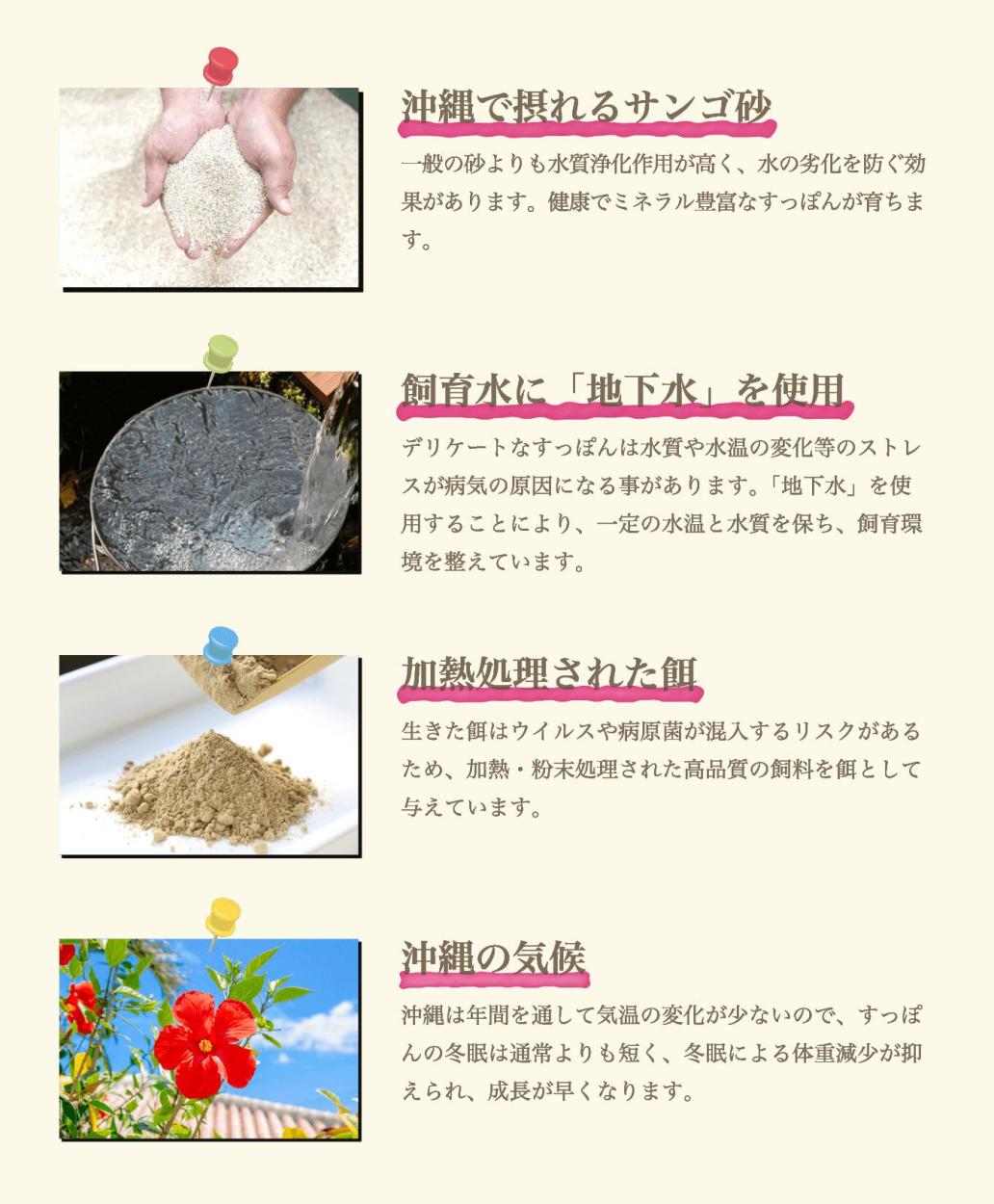 琉球美すっぽんぜりー