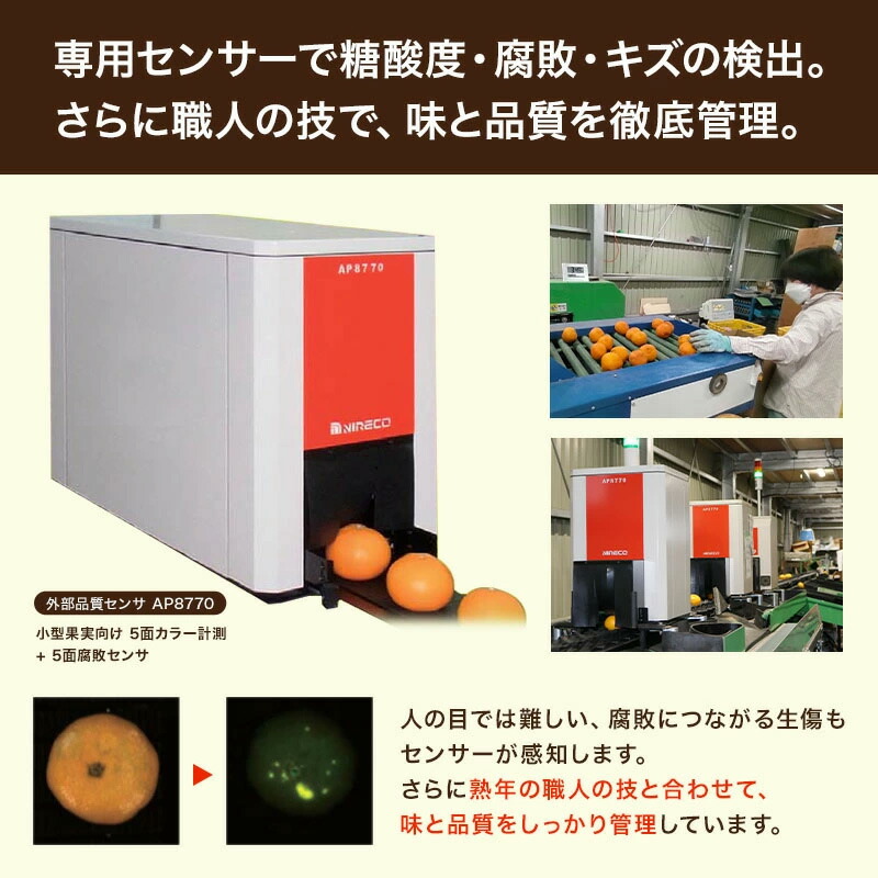 【送料無料】【訳あり】[超わけあり] 有田みかん