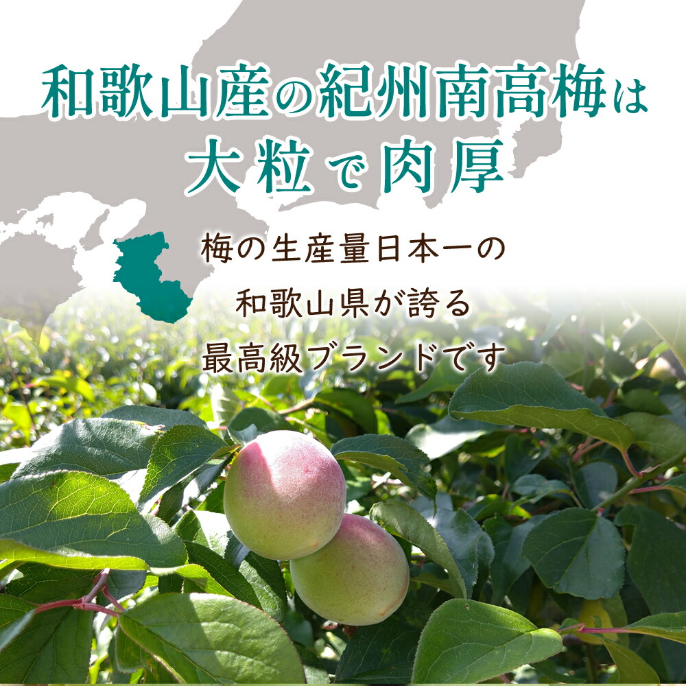和歌山産の紀州南高梅は大粒で肉厚！