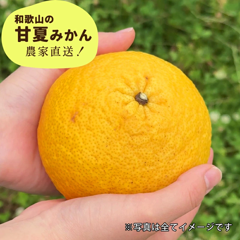 訳あり 甘夏みかん 1kg〜10kg 送料無料 和歌山産 甘夏柑 あまなつ 柑橘 サンフルーツ 産地直送 お得 家庭用