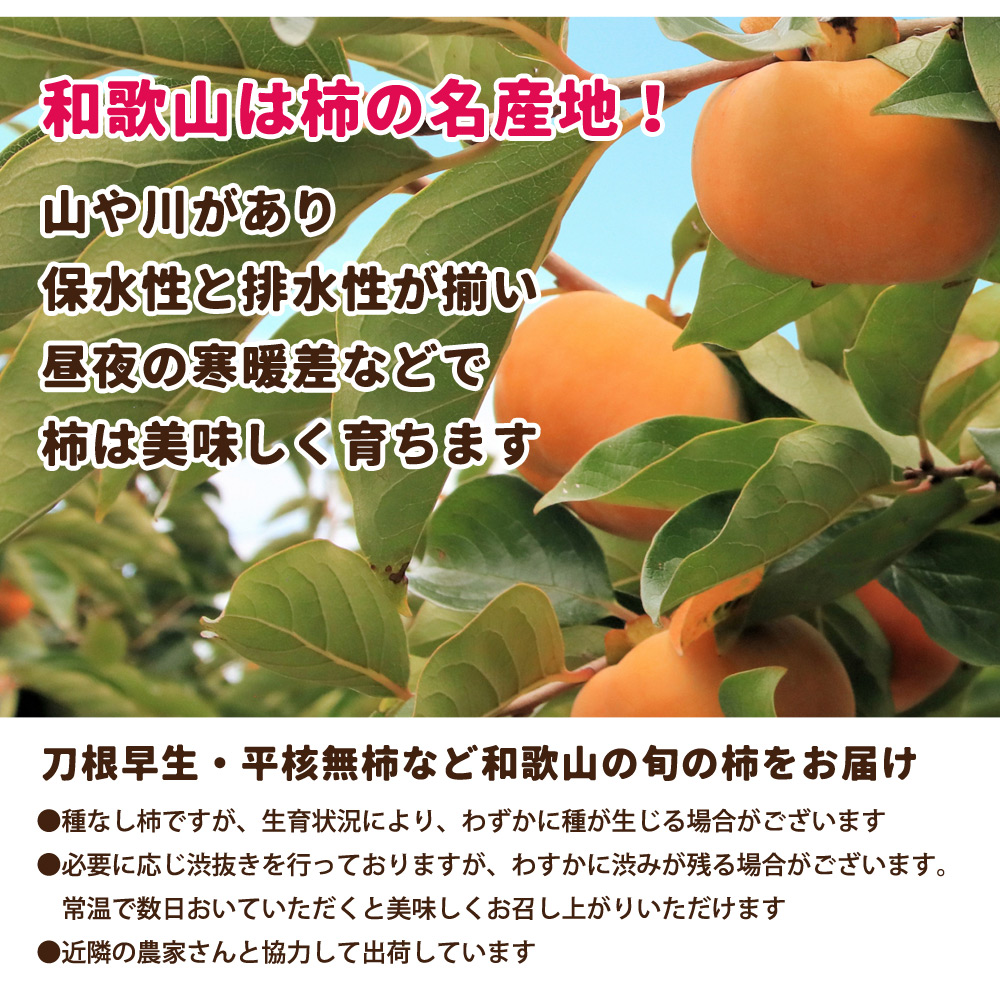 送料無料！特選 和歌山県産 たねなし柿