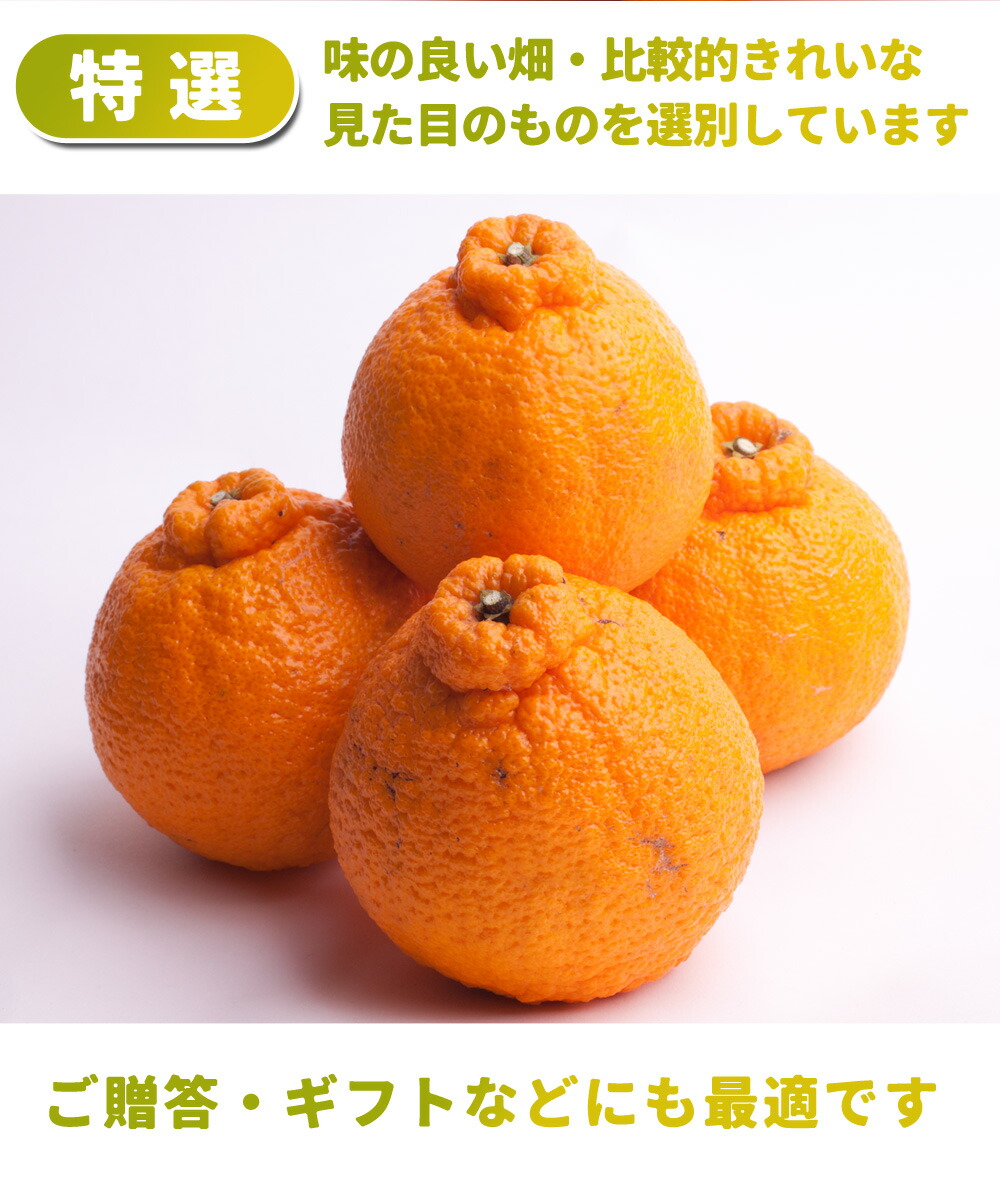 不知火 ( デコポン ) 特選 2.5kg ／ KS 送料無料 しらぬい しら
