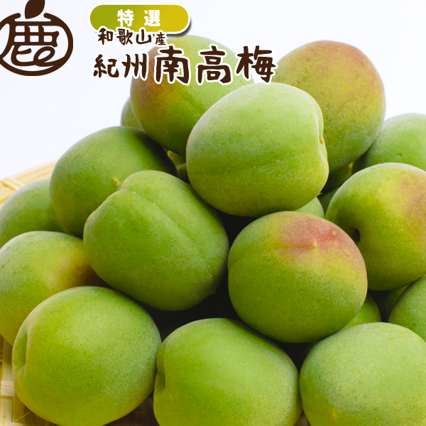 [特選] 紀州 南高梅 2.5kg 【 送料無料 KS 青梅 梅干し用 梅酒の梅 梅酒用 ジャム シロップ ジュース 産地直送 】