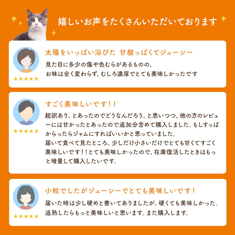 【送料無料】【超訳あり】[超わけあり]キウイフルーツ