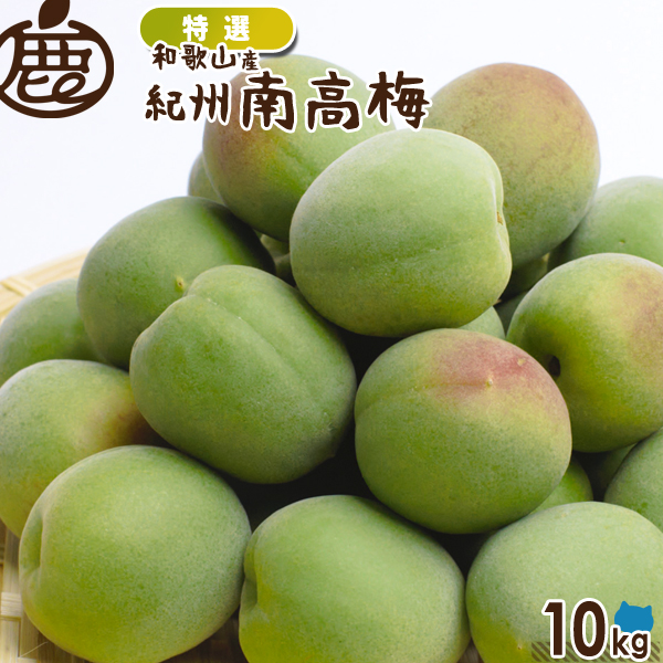 [特選] 紀州 南高梅 10kg 【 送料無料 KS 青梅 梅干し用 梅酒の梅 梅酒用 ジャム シロップ ジュース 産地直送 】