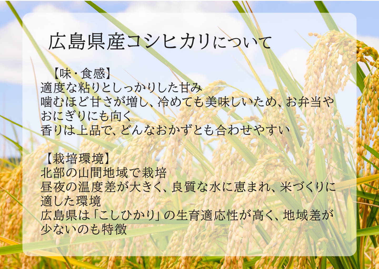 米穀店 食の健康社 米 10kg (5kg×2) 国産ブレンド米 お米マイスター