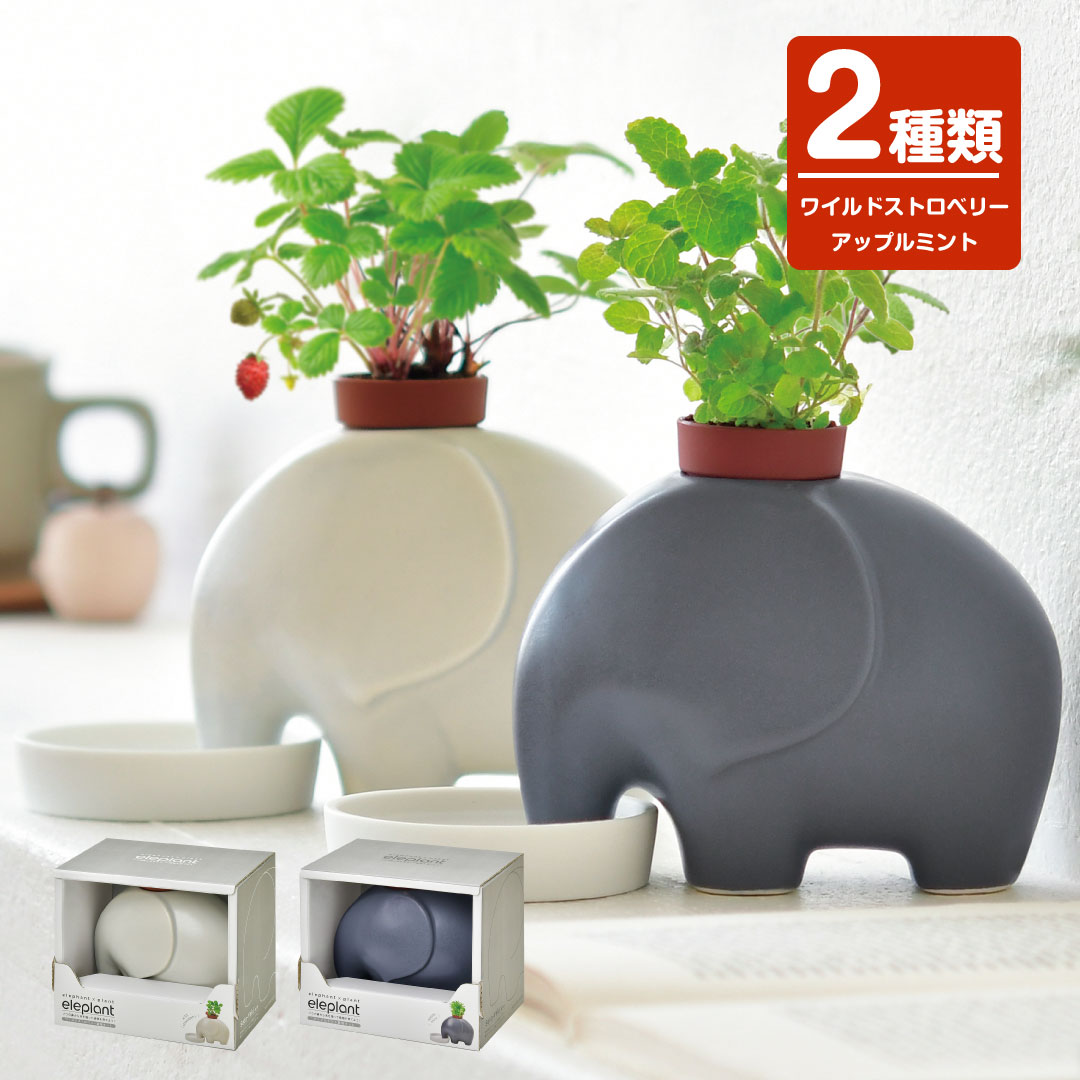 ハーブ栽培 エレプラント eleplant バジル アップルミント 家庭菜園