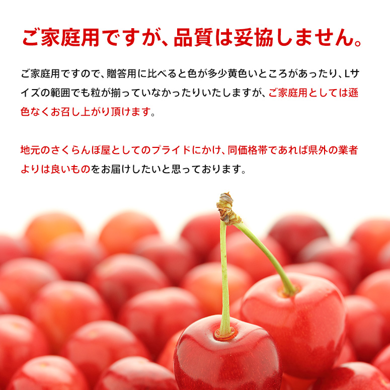 贈答用・送料無料】さくらんぼ佐藤錦 Lサイズ バラ詰め 1Kg : 山形の