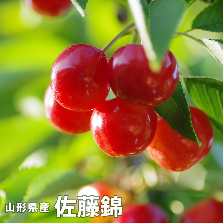 贈答用・送料無料】さくらんぼ佐藤錦 Lサイズ バラ詰め 1Kg
