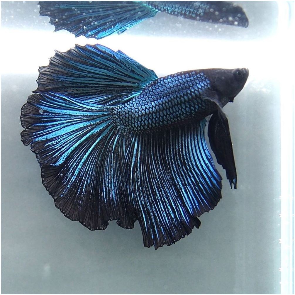 過去販売ベタ ベタ屋 通販 Yahoo ショッピング