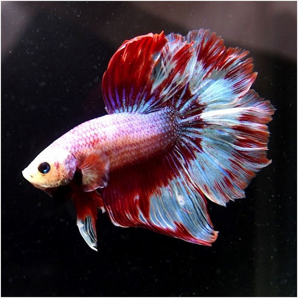 過去販売ベタ ベタ屋 通販 Yahoo ショッピング