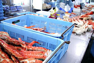 ボイルタラバ　工場タラバ極太　ボイル済みだから解凍するだけで食べられる　解凍方法のしおり付き　簡単調理