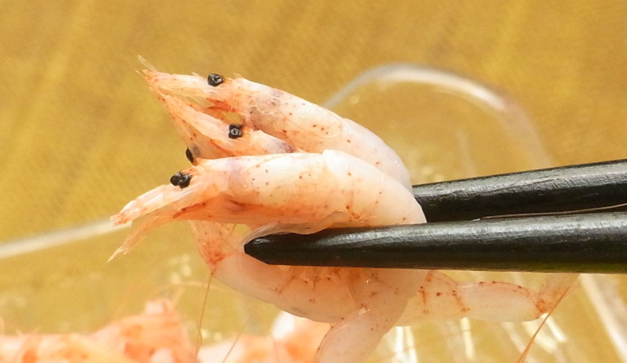 釜揚げさくらえび 釜揚げサクラエビ 釜揚げ桜海老 かまあげさくらえび