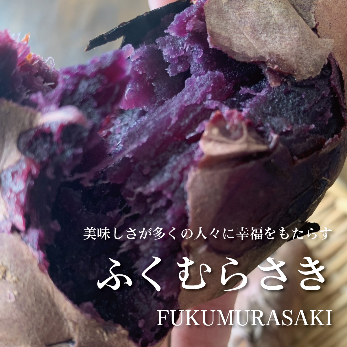 さつまいも 5kg ふくむらさき さつま芋 : やきいも専門店あづまや