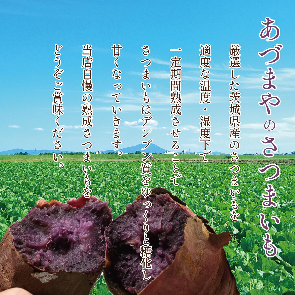 さつまいも 5kg ふくむらさき さつま芋 : やきいも専門店あづまや