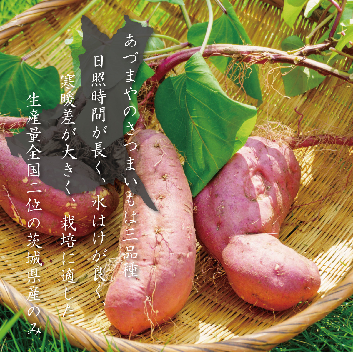 さつまいも 5kg ふくむらさき さつま芋 : やきいも専門店あづまや