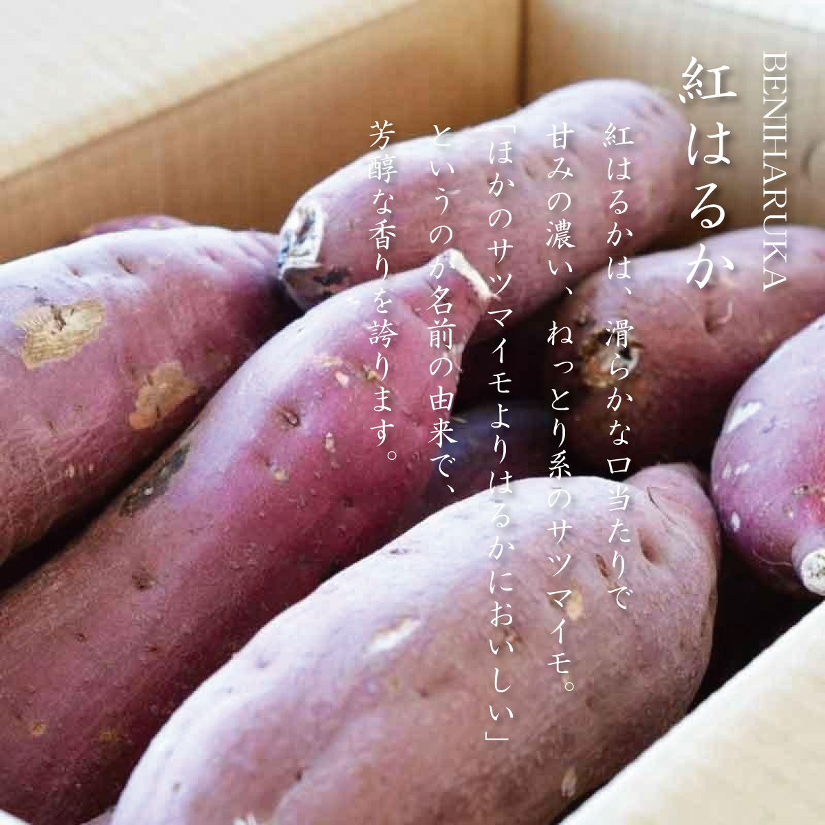 さつまいも 5kg サイズ混合 紅はるか 茨城県産 さつま芋 : beniharuka 