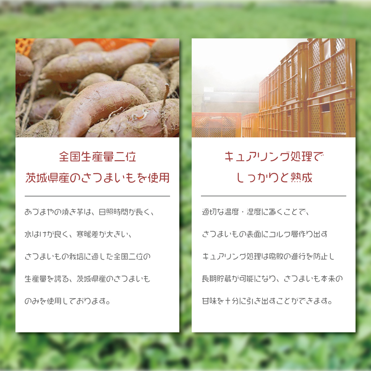茨城県産 さつまいも 焼き芋 冷やし焼き芋 べにはるか シルクスイート