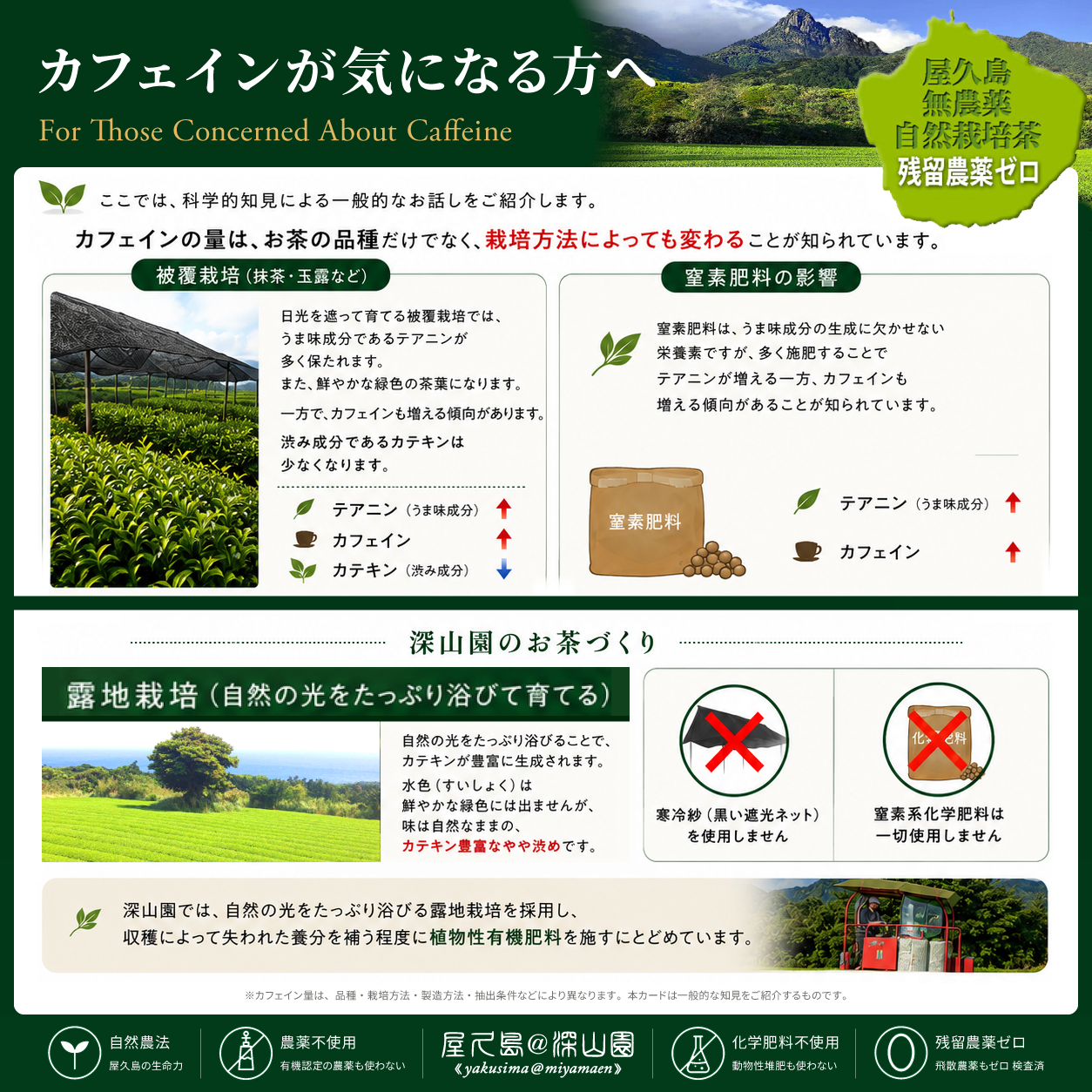 水出し（冷温共用）天然アールグレイ 紅茶 100g 屋久島 自然栽培