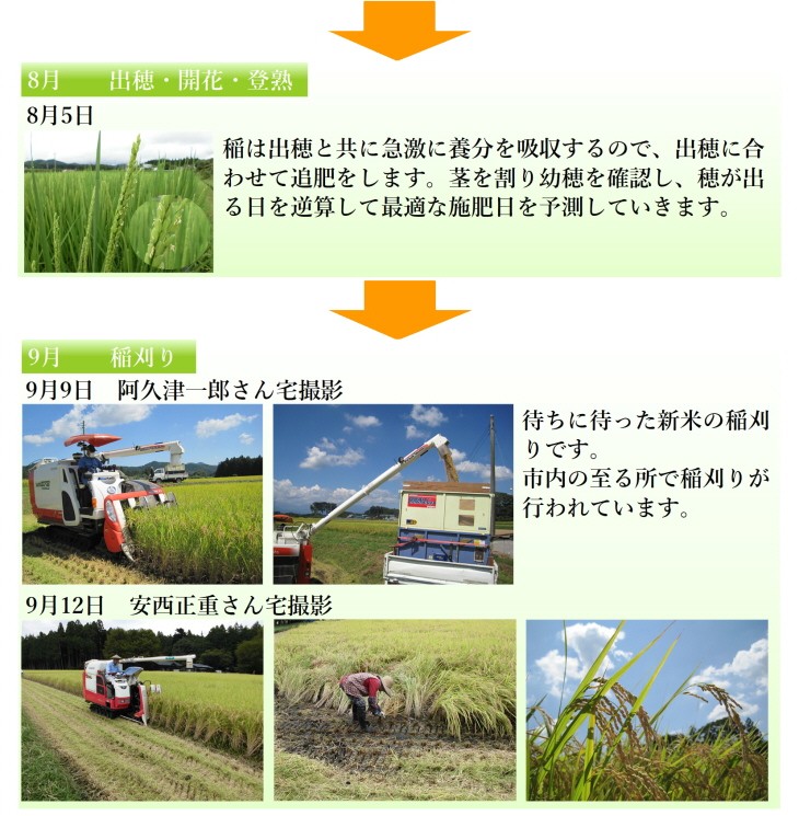 9月15日稲刈り 新米 令和5年度岐阜県産コシヒカリ5kg