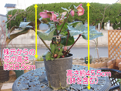 クリスマスローズ【ペニーピンク（ペニーズピンク）】開花株（大苗